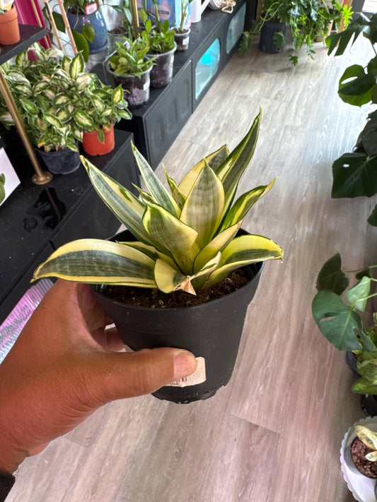 Snake 'Gold Flame' - 4"Pot