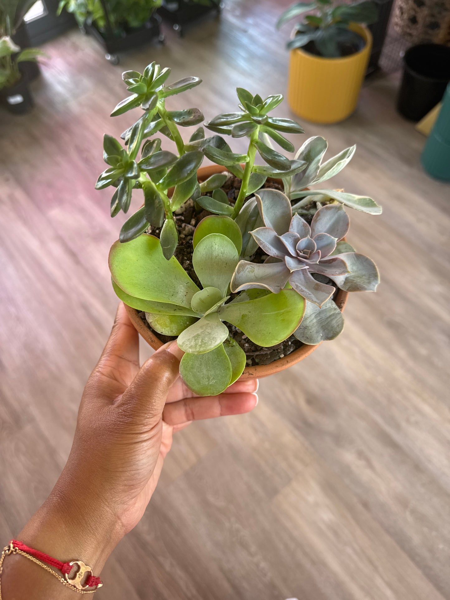 Succulent garden