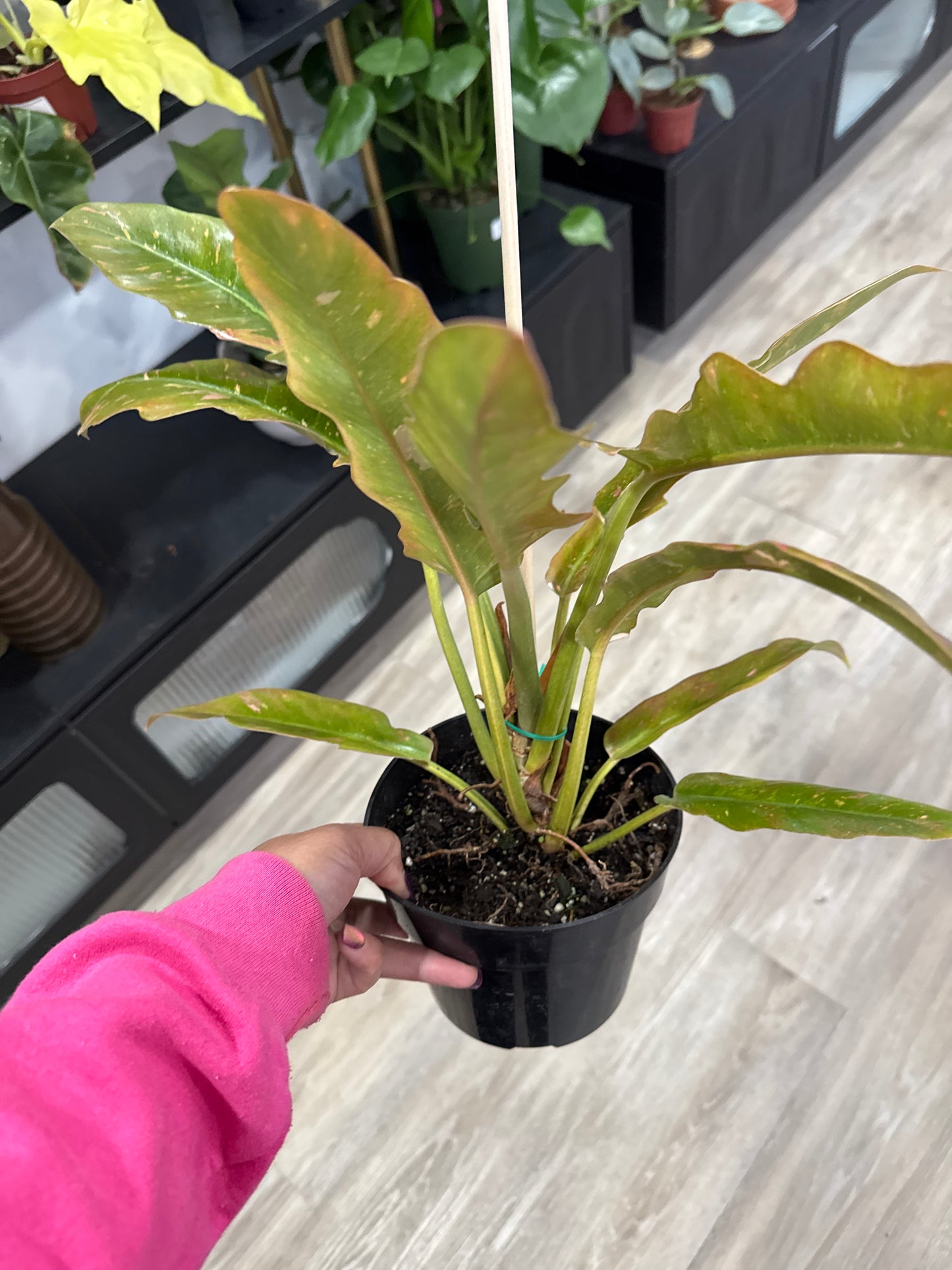 Philodendron Ring of Fire (4”)