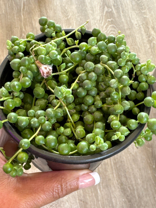 String of pearls
