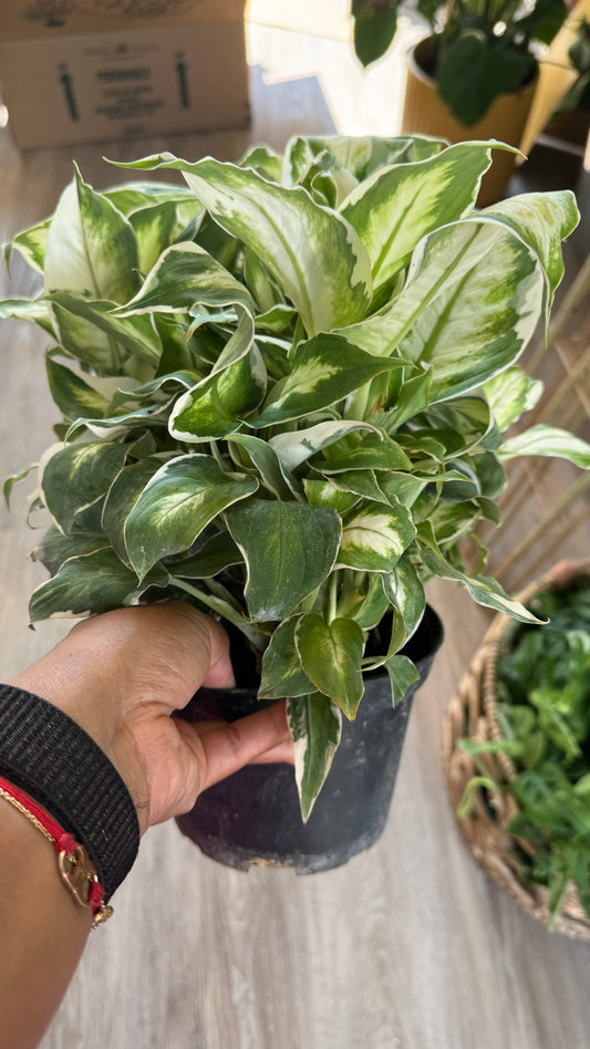 Dieffenbachia Maculata Cool Beauty