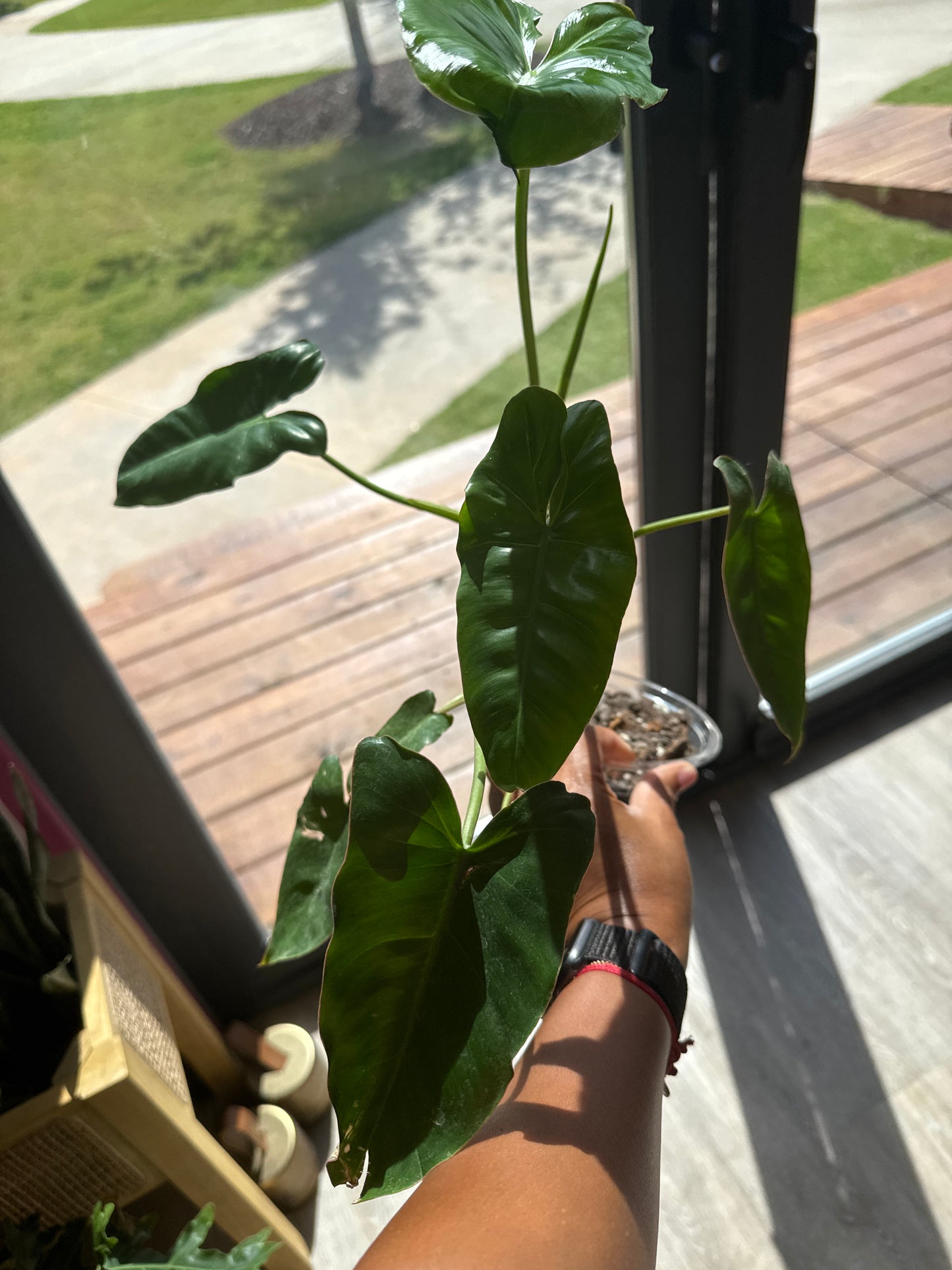 Philodendron Paraiso Verde