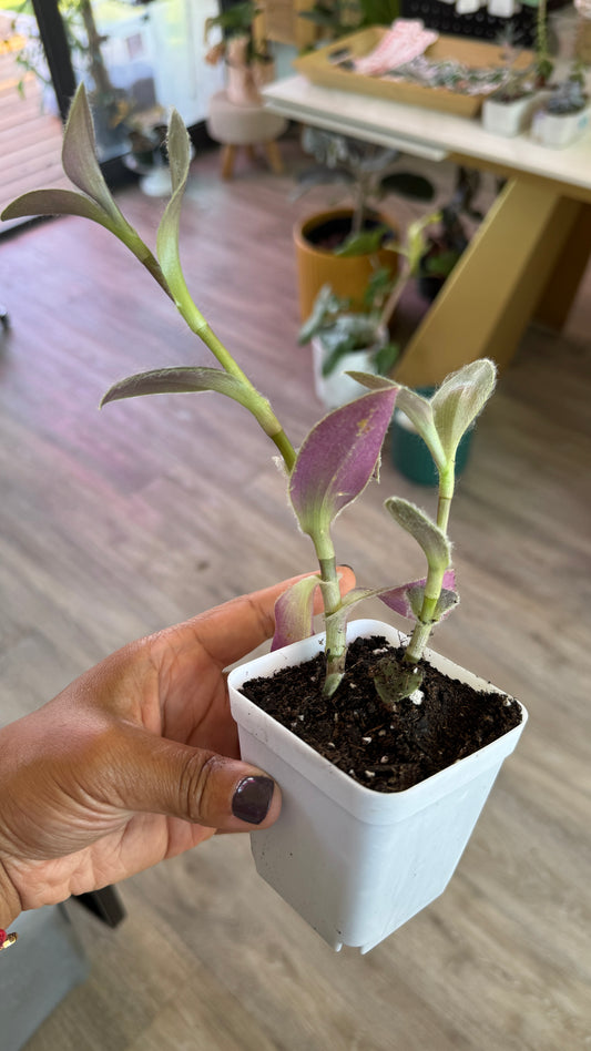 Tradescantia