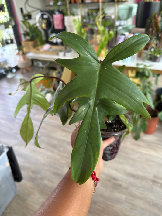 Philodendron Squamiferum