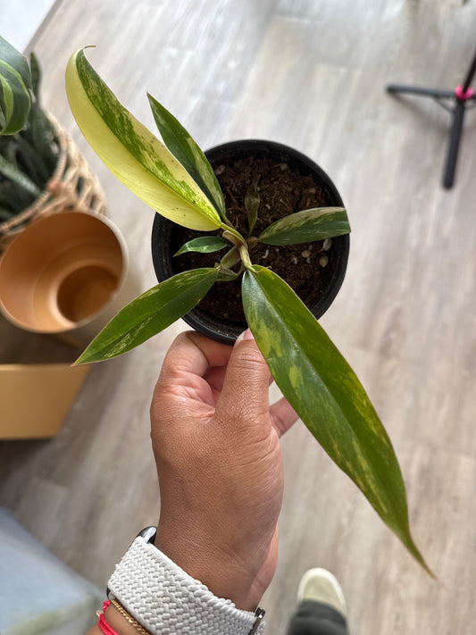 Philodendron Caramel Marble