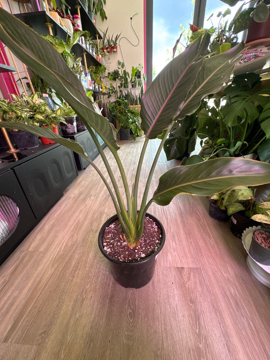 Strelitzia Reginae Orange Bird of Paradise