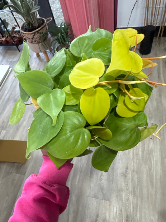 Philodendron lemon lime
