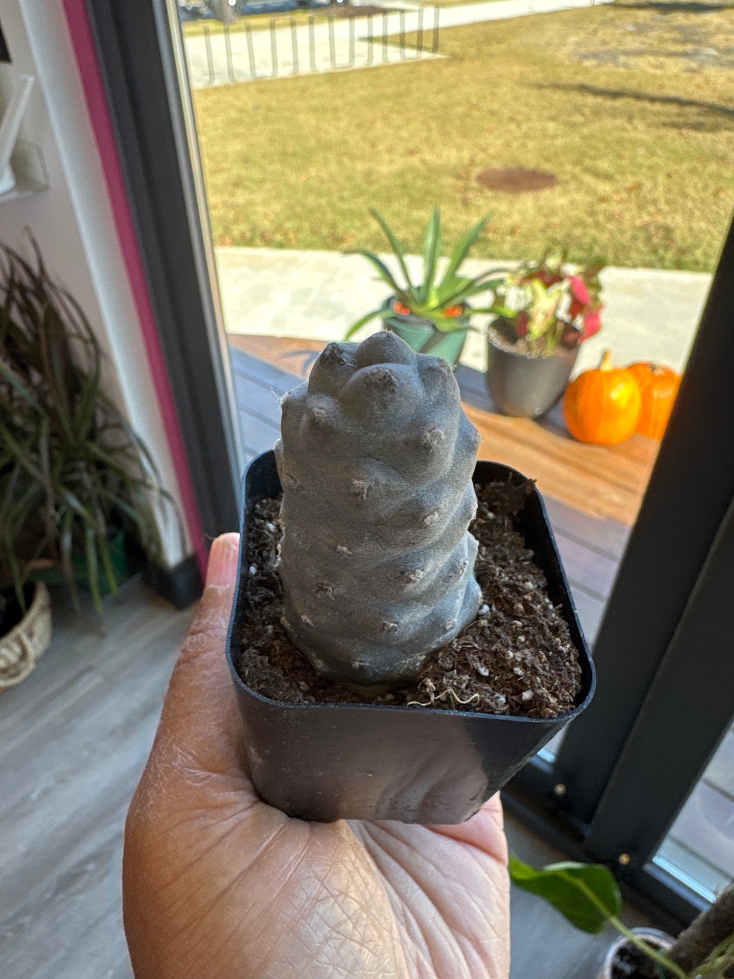 Pine Cone Cactus Tephrocactus Live Succulent, 2 inch