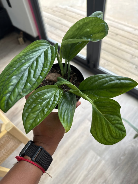 MONSTERA PERU 4-inch