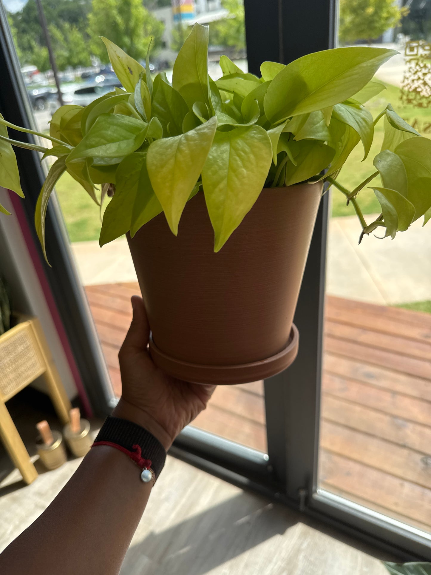 Pothos - Neon