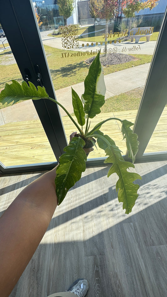 Philodendron Ring of Fire (4”)