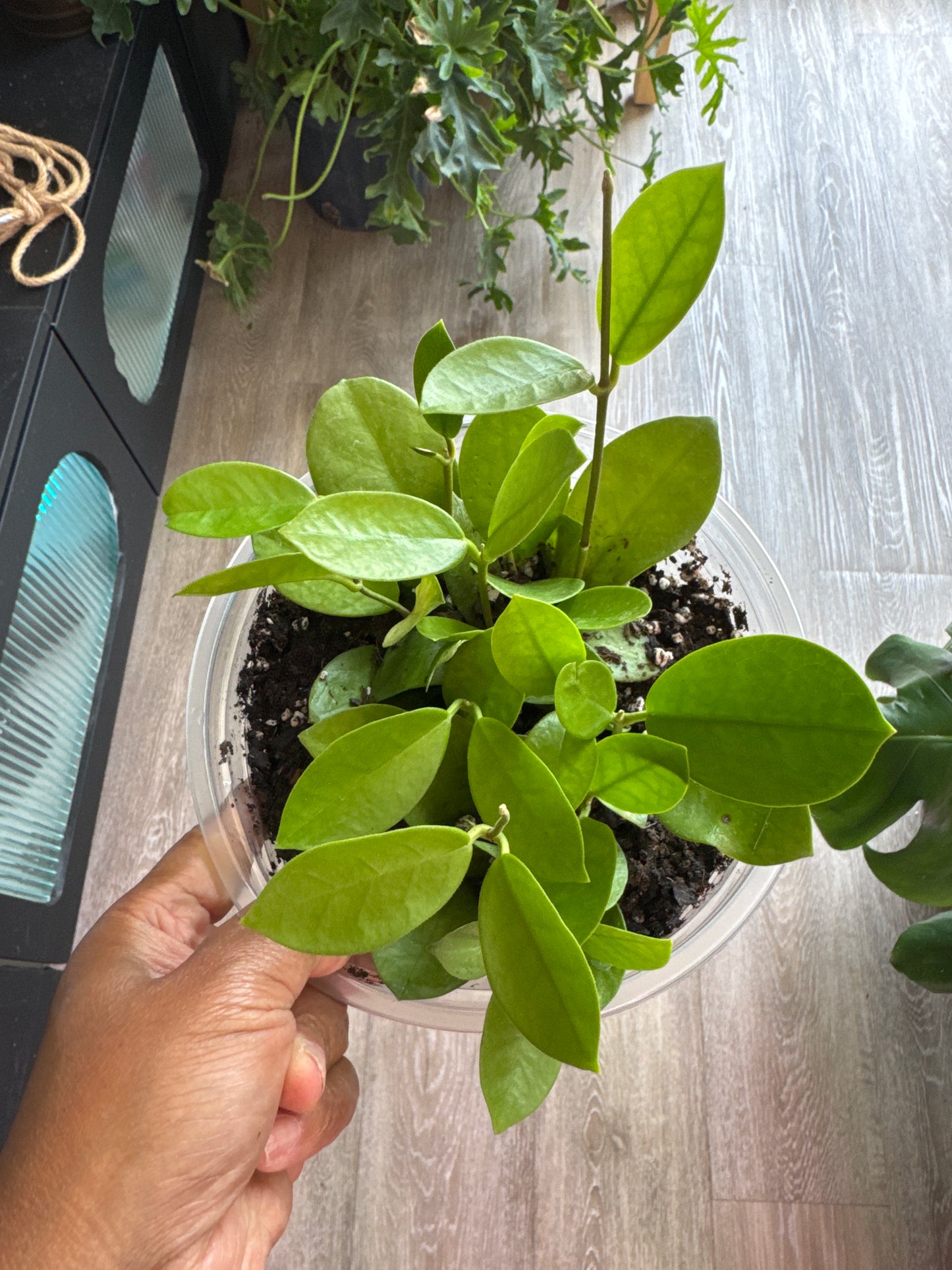Hoya Australis