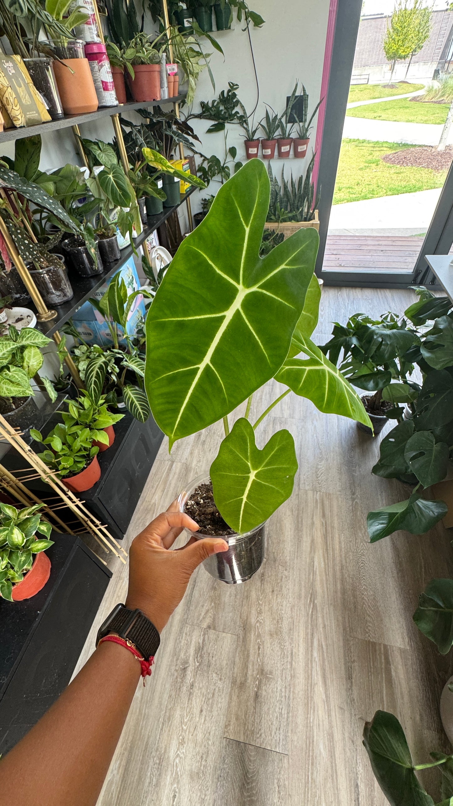 Alocasia Frydek 4 inch