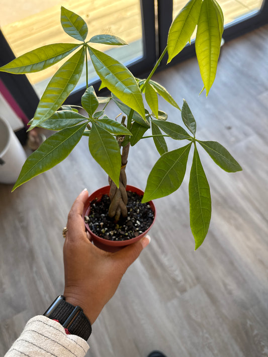 Money Tree