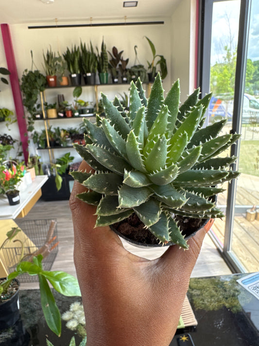Aloe brevifolia