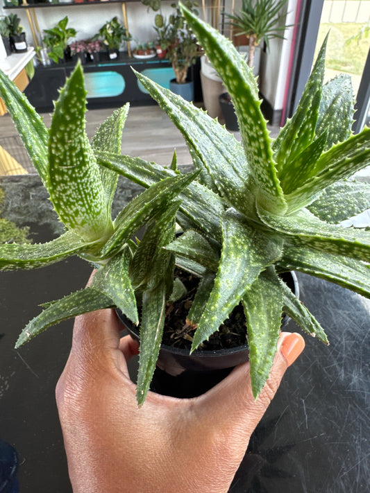Gasteraloe 'Zimflora'