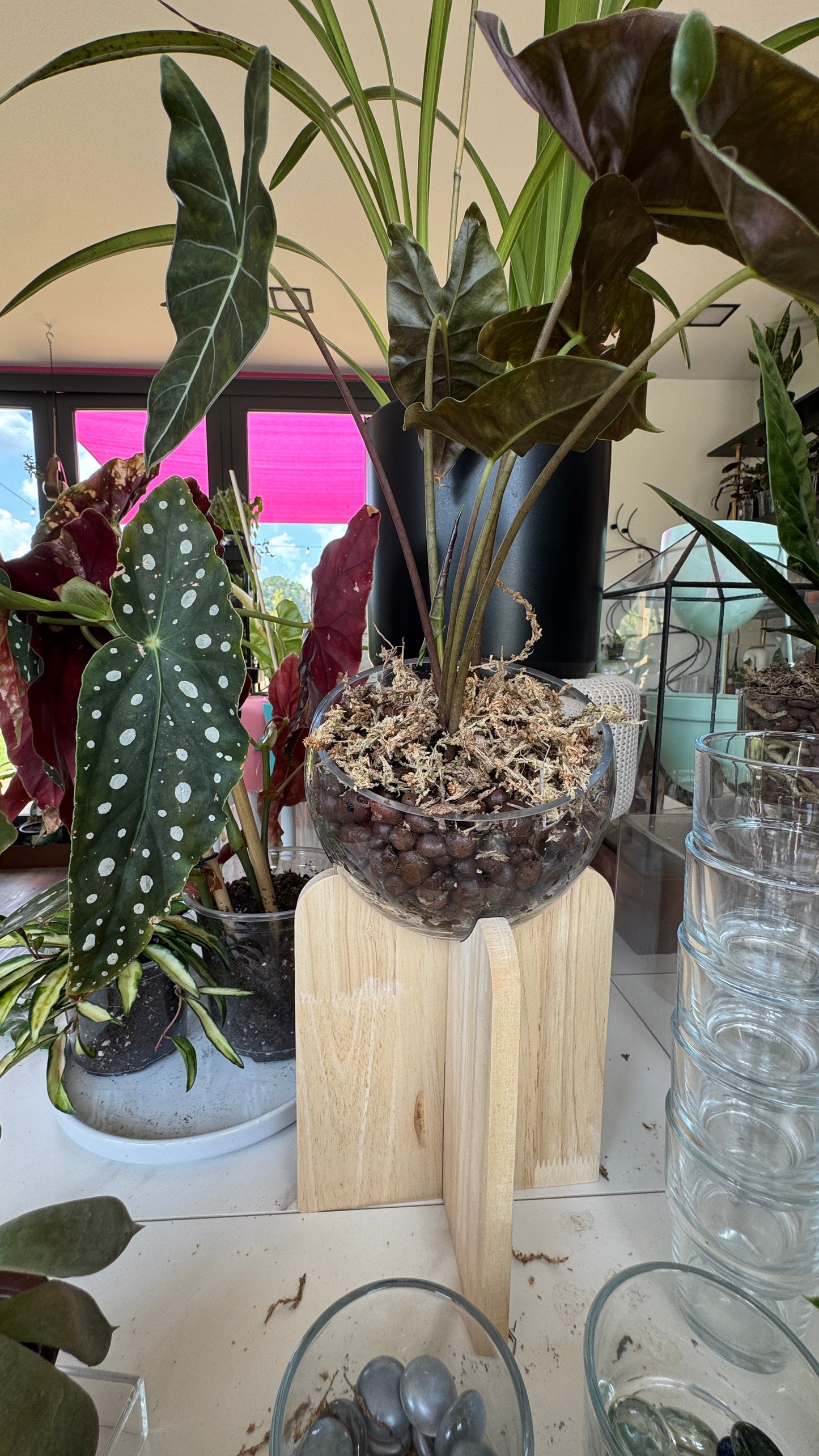 Alocasia Dragons Tooth Longiloba