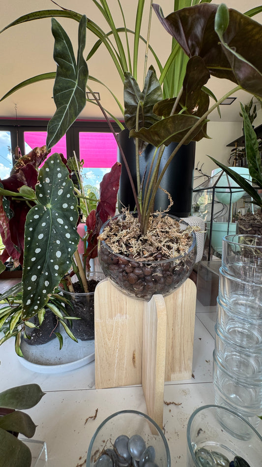 Alocasia Dragons Tooth Longiloba