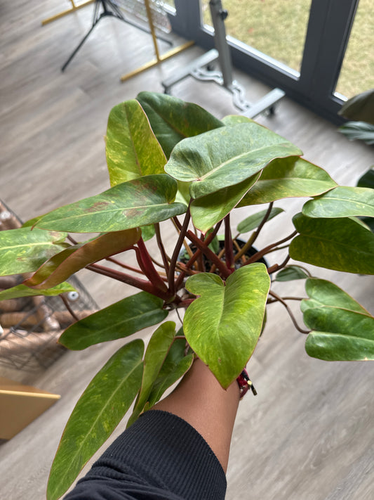 Philodendron Painted Lady