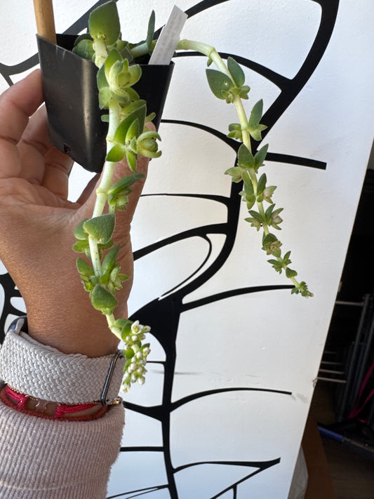 Red Pagoda Shark Tooth -Crassula capitella 2/4in