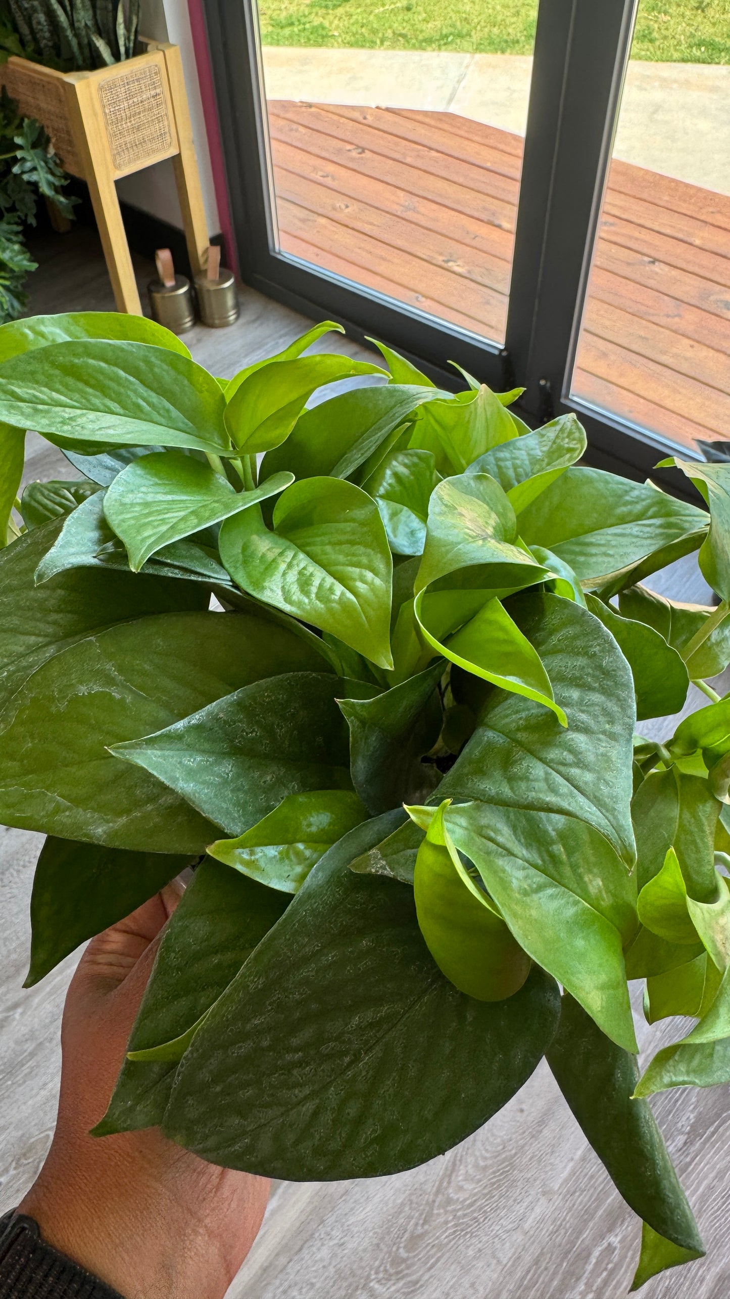 Pothos Jade