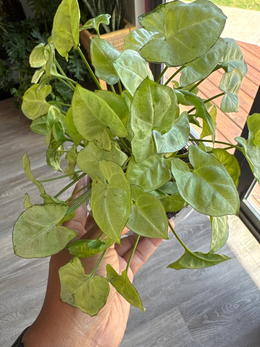 Syngonium 'Moonshine' - 4" Pot