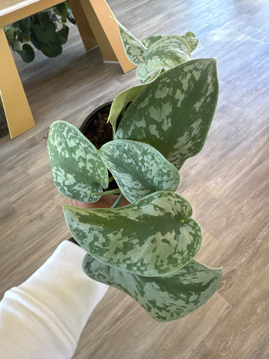 Pothos - Exotica