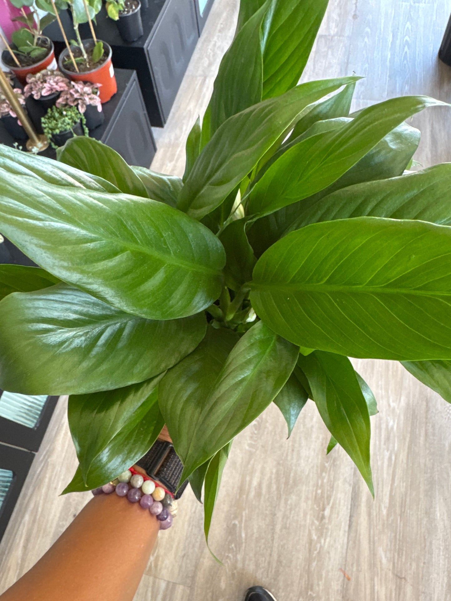 Peace Lily