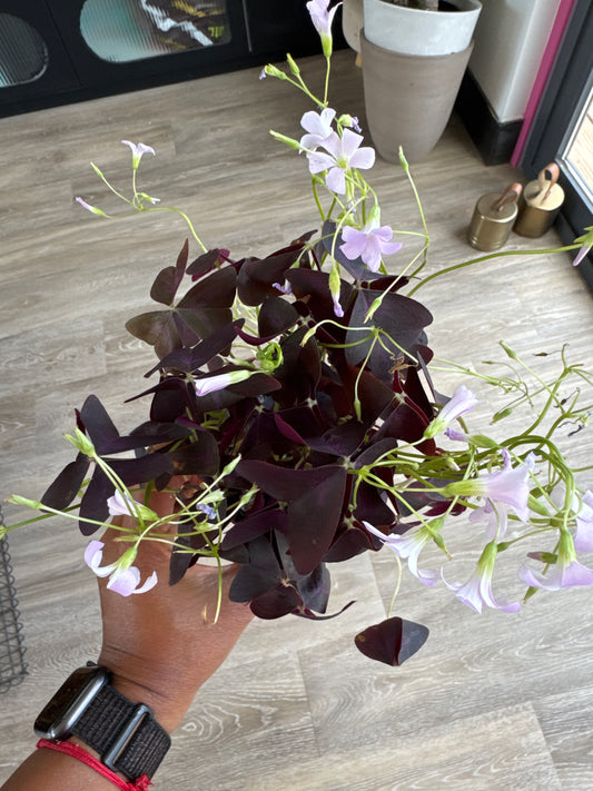 Purple Oxalis