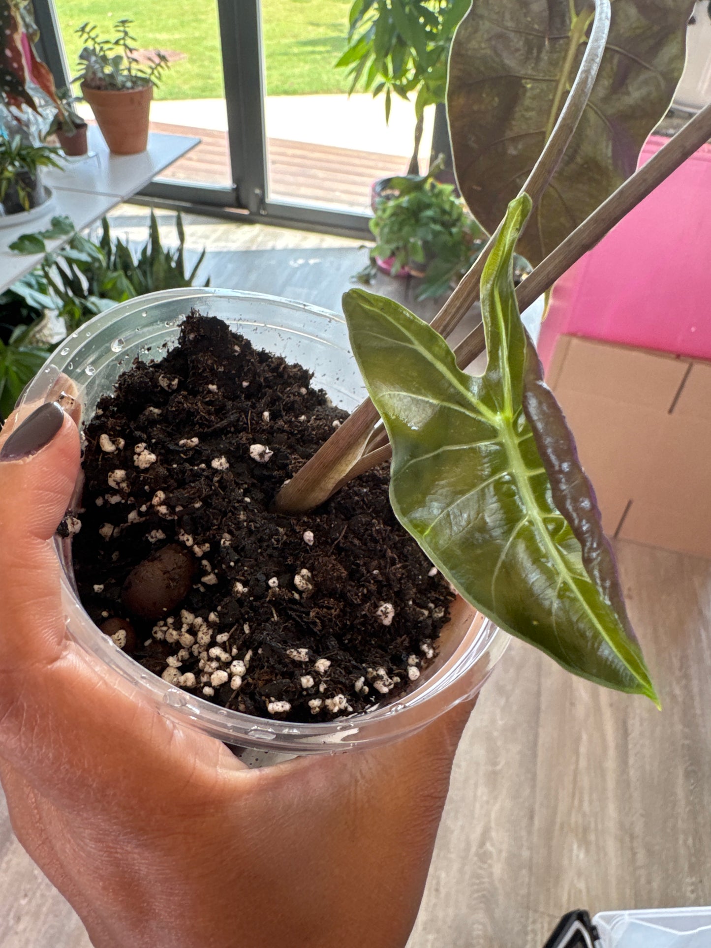 Alocasia Dragons Tooth Longiloba