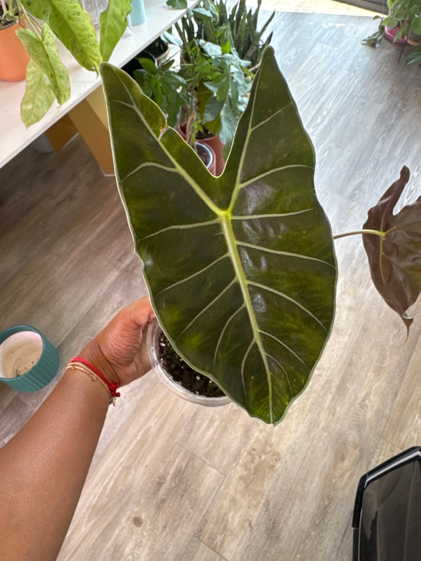 Alocasia Dragons Tooth Longiloba