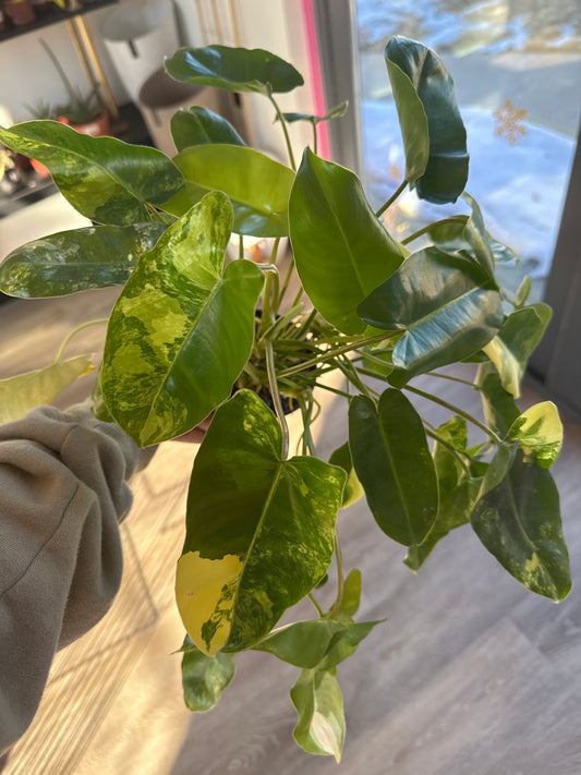 Philodendron Burle Marx Variegated 4 inch Grower Pot