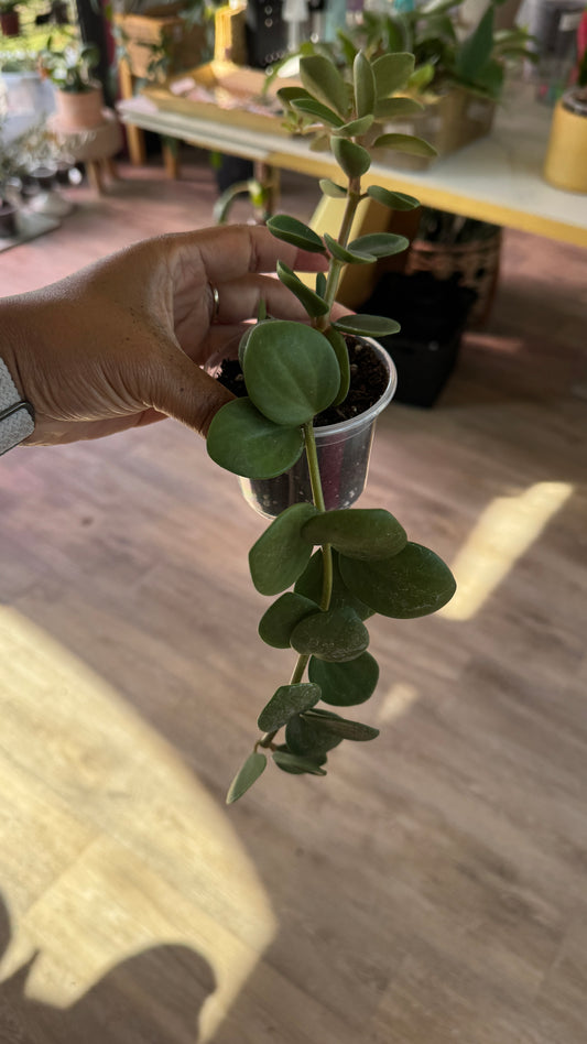 Peperomia Hope