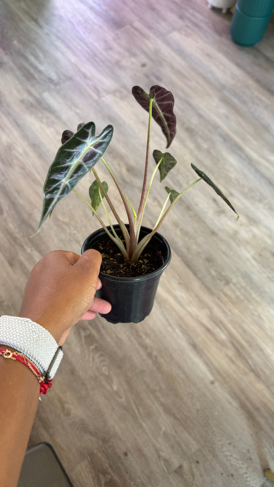 Alocasia Bambino