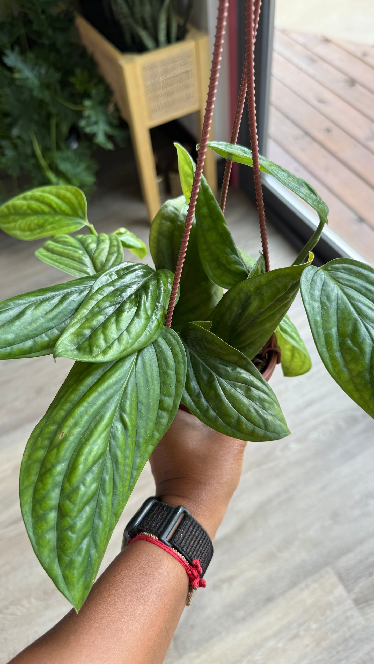 MONSTERA PERU 4-inch