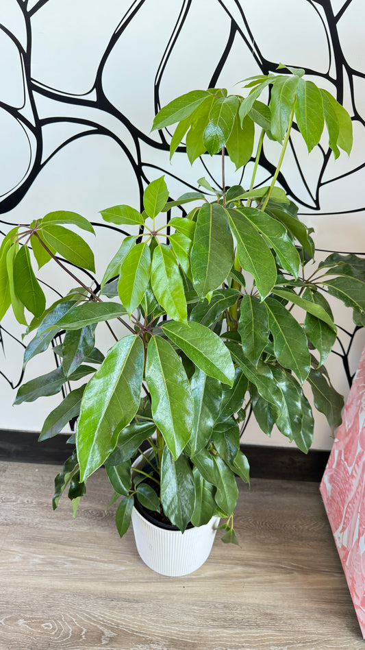 Ficus Benjamina Bush