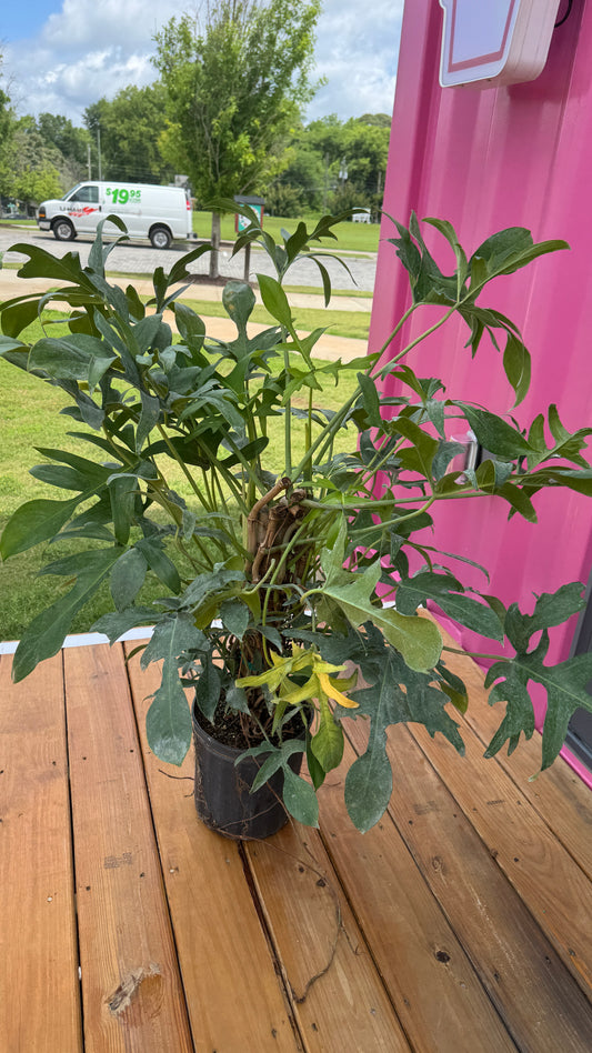 Philodendron Glad hands on totem