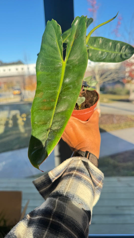 Philodendron 'Billietiae'
