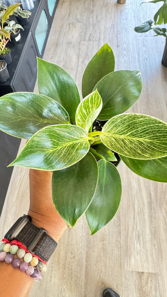 Philodendron Birkin