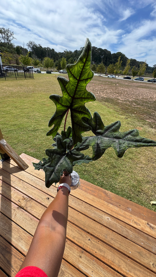 Alocasia 'Jacklyn' - 4" Pot