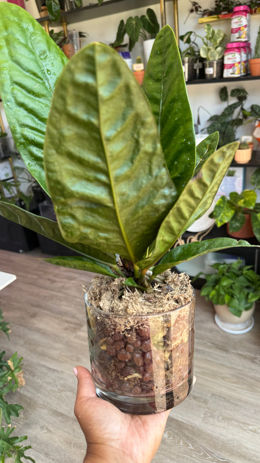 Anthurium Superbum