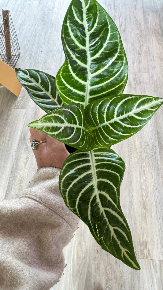 Zebra 'Aphelandra'
