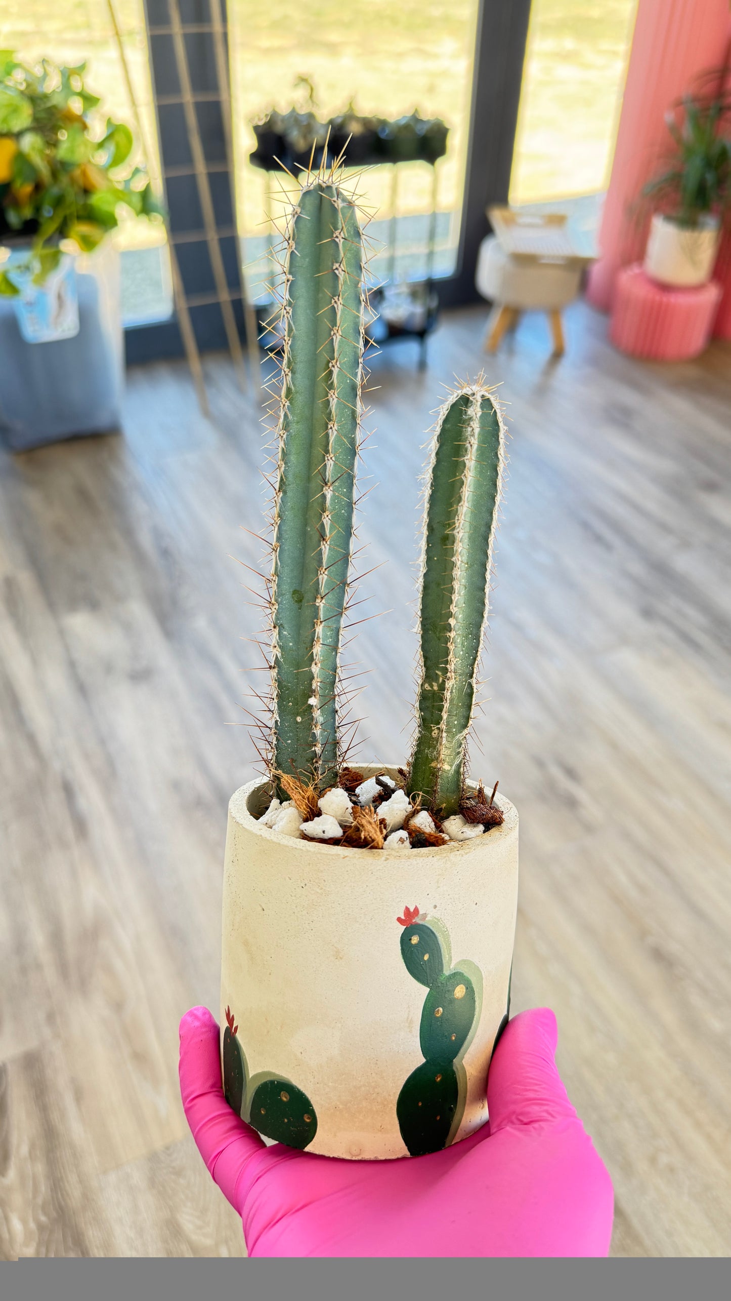 Cactus