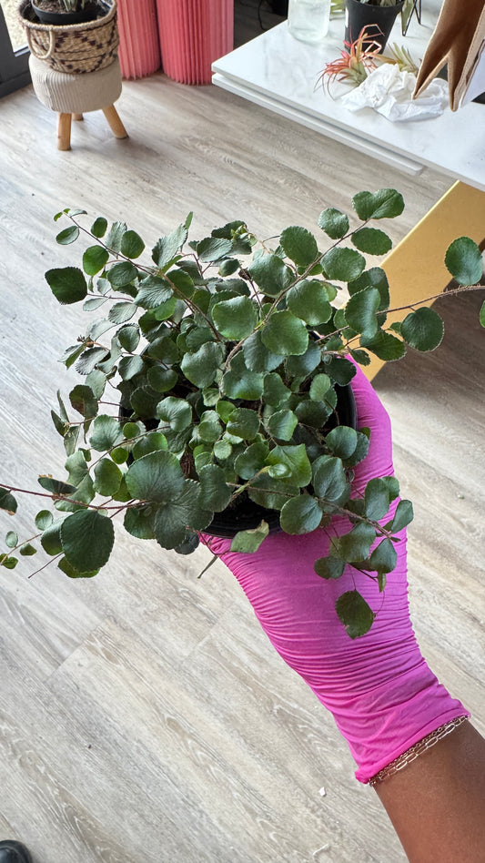 Cliffbrake Fern