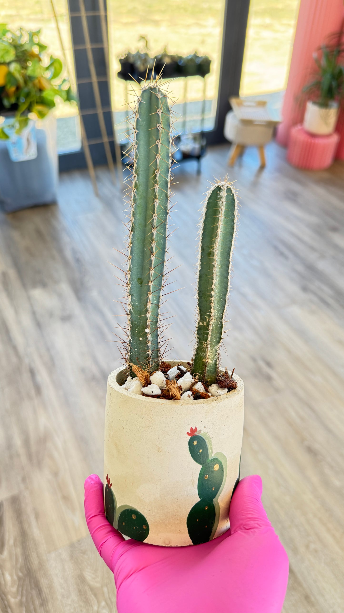 Cactus