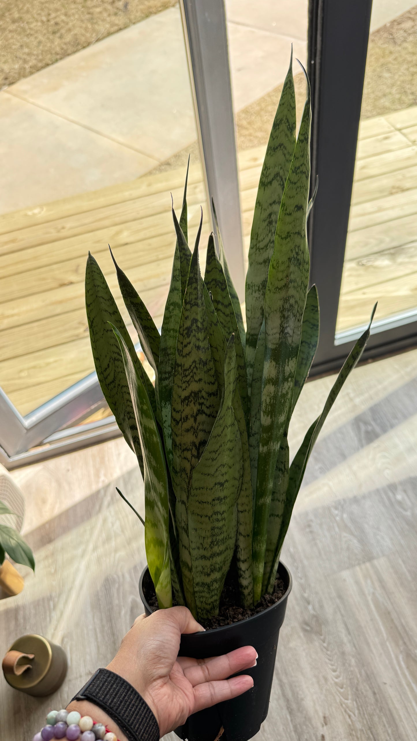 Zeylanica