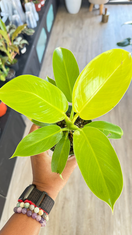 Philodendron Moonlight