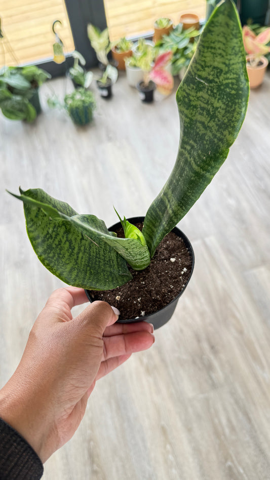 Sansevieria - black coral
