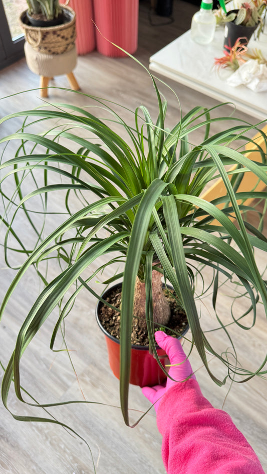 Ponytail Palm