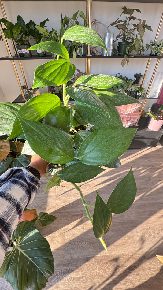 Rhapidophora Dragon Tail